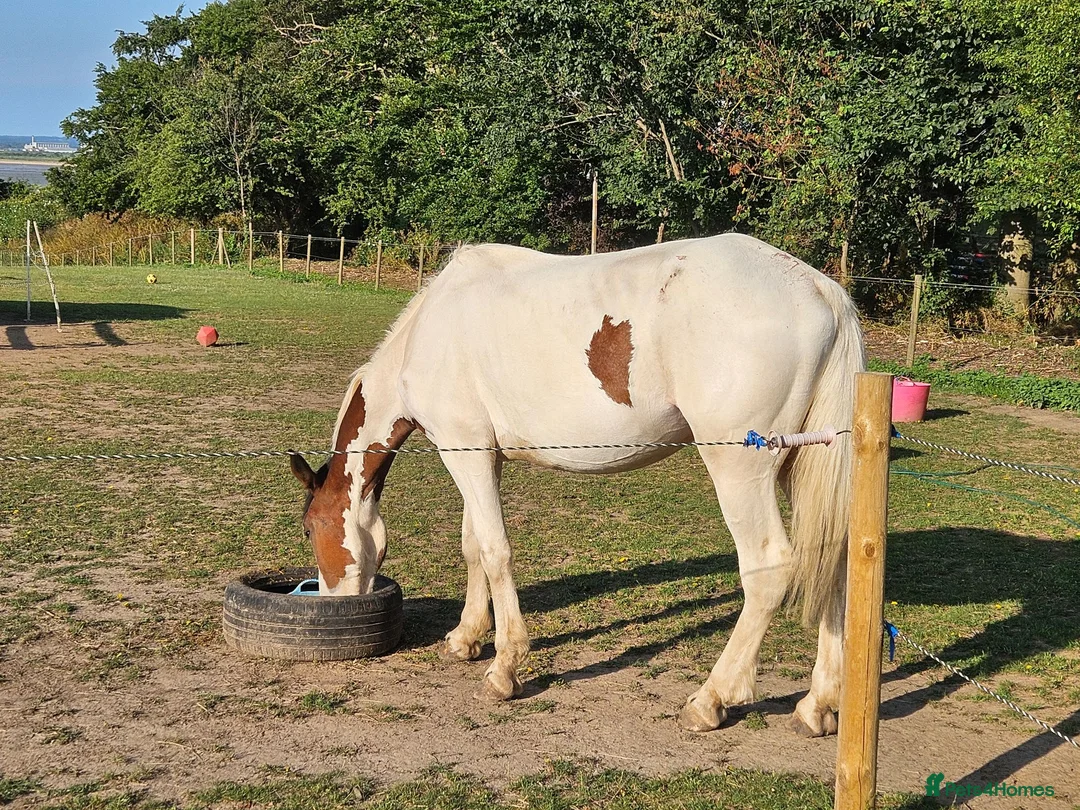 Trotter horses for sale: Big beautiful gelding  - Advert 1