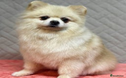 Pomeranian dogs for adoption: Teddy: The Little Heart That Refused to Break - Image 1