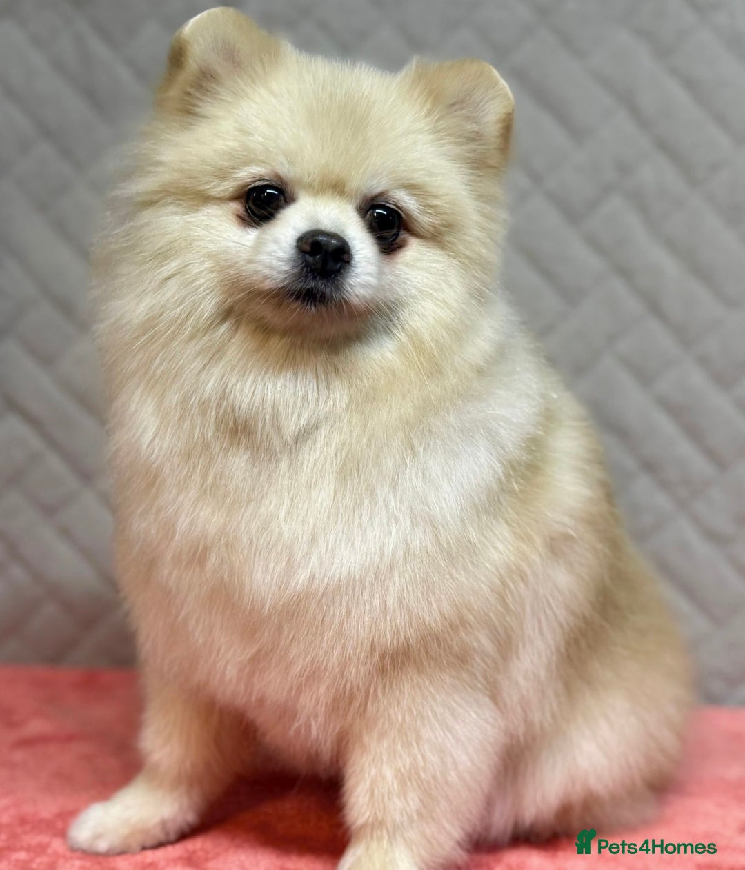 Pomeranian dogs for adoption: Teddy: The Little Heart That Refused to Break - Image 1