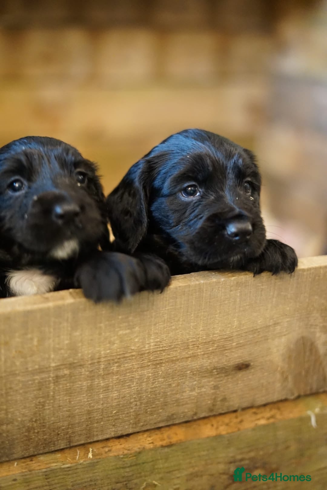 Sprocker dogs Joyful Sprocker Puppies for Sale - Advert 15