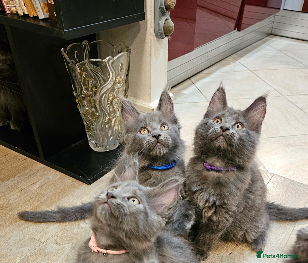 Maine Coon cats for sale: 🔥*Stunning Litter of 8💎Solid Blue Maine Coon*🔥  - Image 29