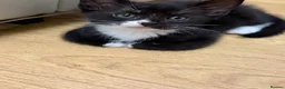 Mixed Breed cats for sale: Kittens - Advert 9