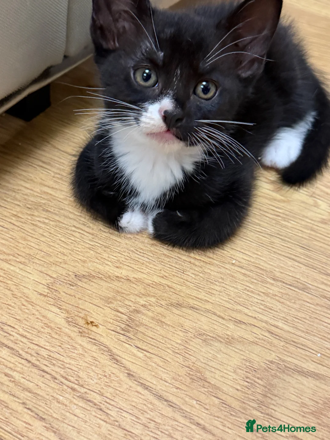 Mixed Breed cats for sale: Kittens - Advert 9