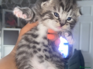 Bengal cats 4 x Beautiful Bengal Mixed Babies - Advert 1