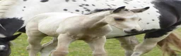 American Quarter horses for sale: Quality Part Bred American Quarter Horse in Romsey - Advert 4