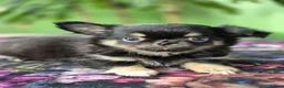 Chihuahua dogs for sale: Amazing Tiny Longcoat Chihuahua Puppies - Advert 29