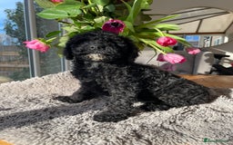 Mixed Breed dogs for sale: 🌟🌟Stunning Australian Cavapoo Puppies 🩷💙 m - Advert 9
