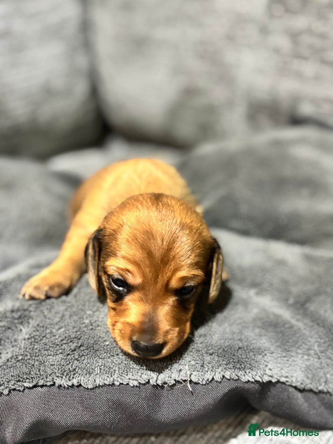 Miniature Dachshund dogs for sale: Beautiful Miniature Dachshund Puppies - Image 23