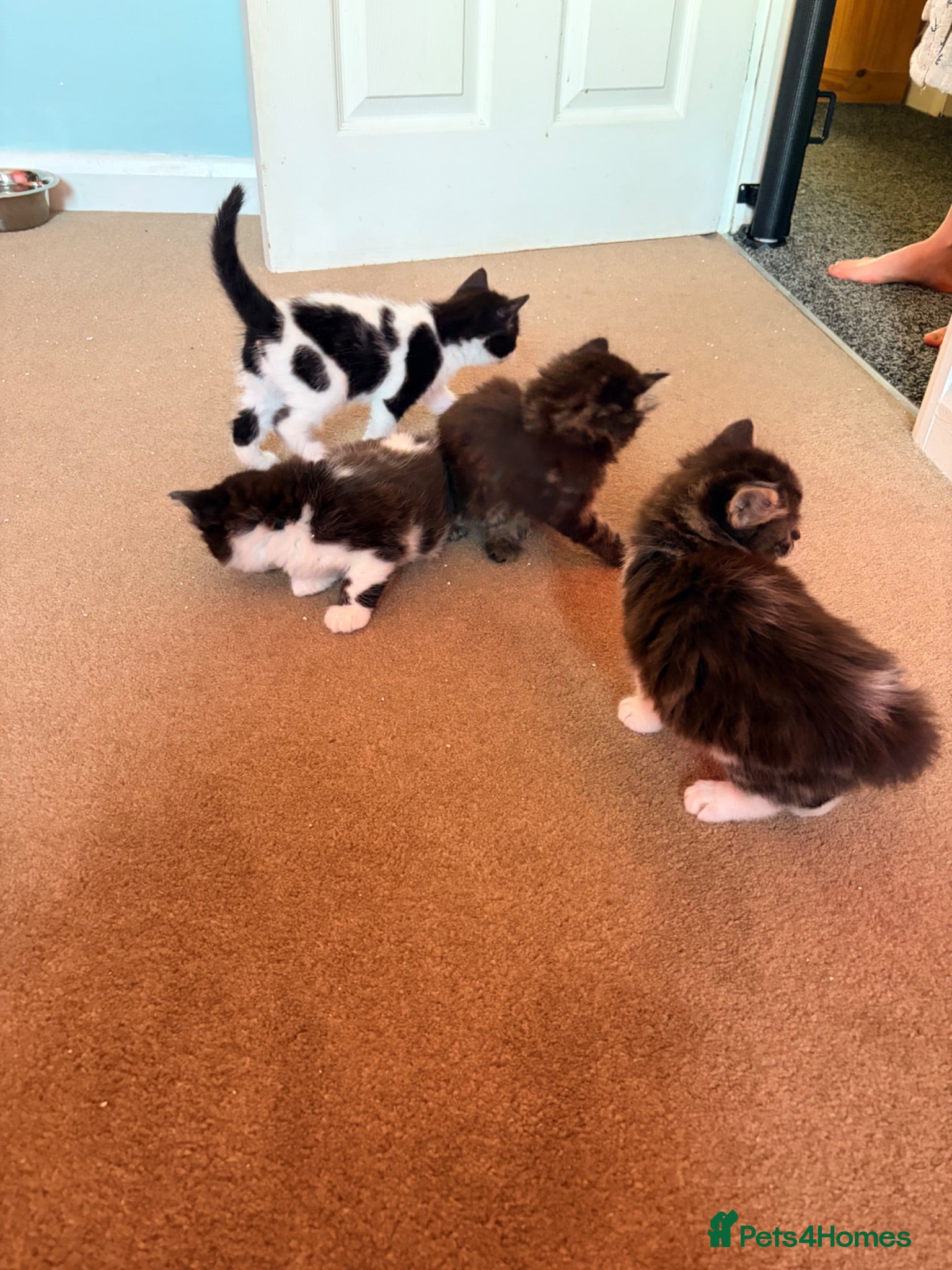 Mixed Breed cats Kittens for sale  - Advert 1