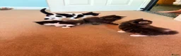 Mixed Breed cats for sale: Kittens for sale  - Advert 1