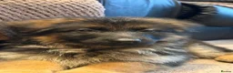 German Shepherd dogs for sale: LARGE KC BIG BONE PUPPIES READY TO GO - Advert 20