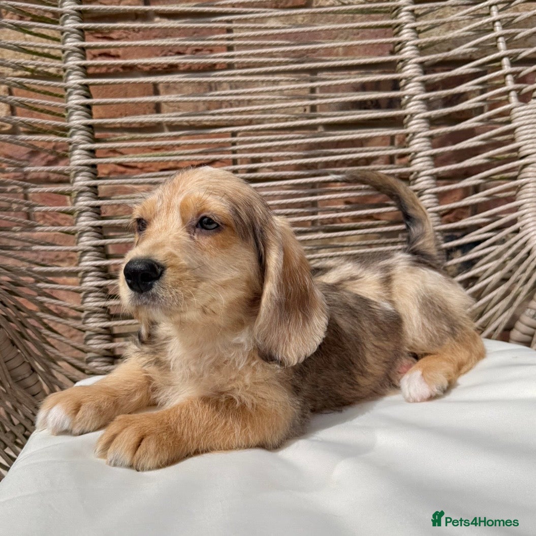 Mixed Breed dogs for sale: ⭐️⭐️Poogle Puppies (Beagle x Miniature Poodle)⭐️⭐️ - Advert 25