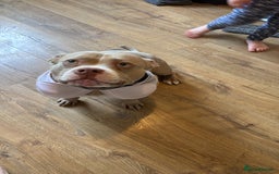 American Bully dogs for sale: Gorgeous pocket bully boy  - Image 2