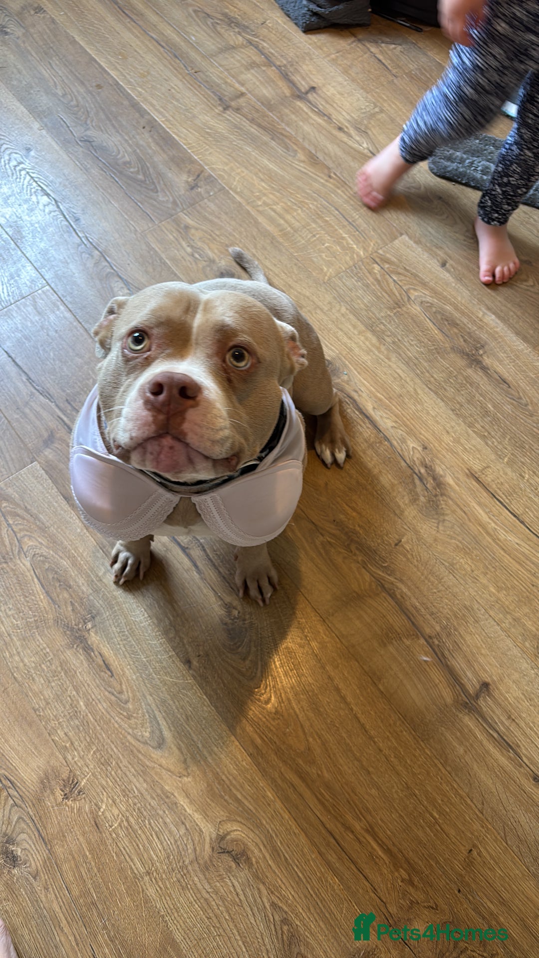 American Bully dogs for sale: Gorgeous pocket bully boy  - Image 2