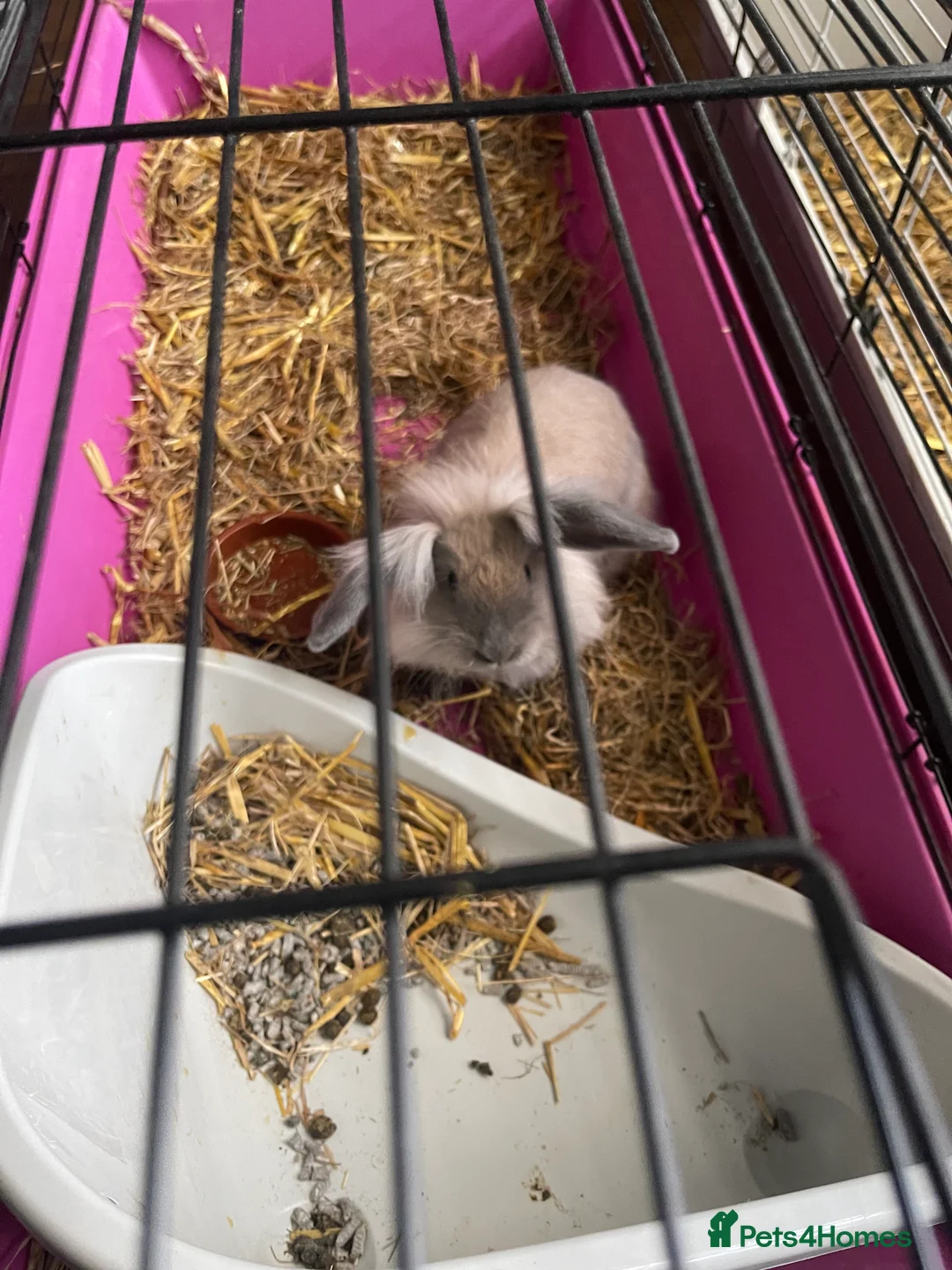 Lionhead rabbits for sale: 2 gorgeous lion heads - 3 months. With cage etc - Advert 4