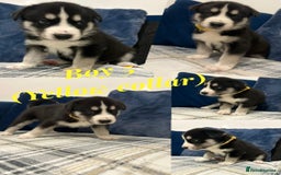 Siberian Husky dogs for sale: Husky cross pups! - Image 7