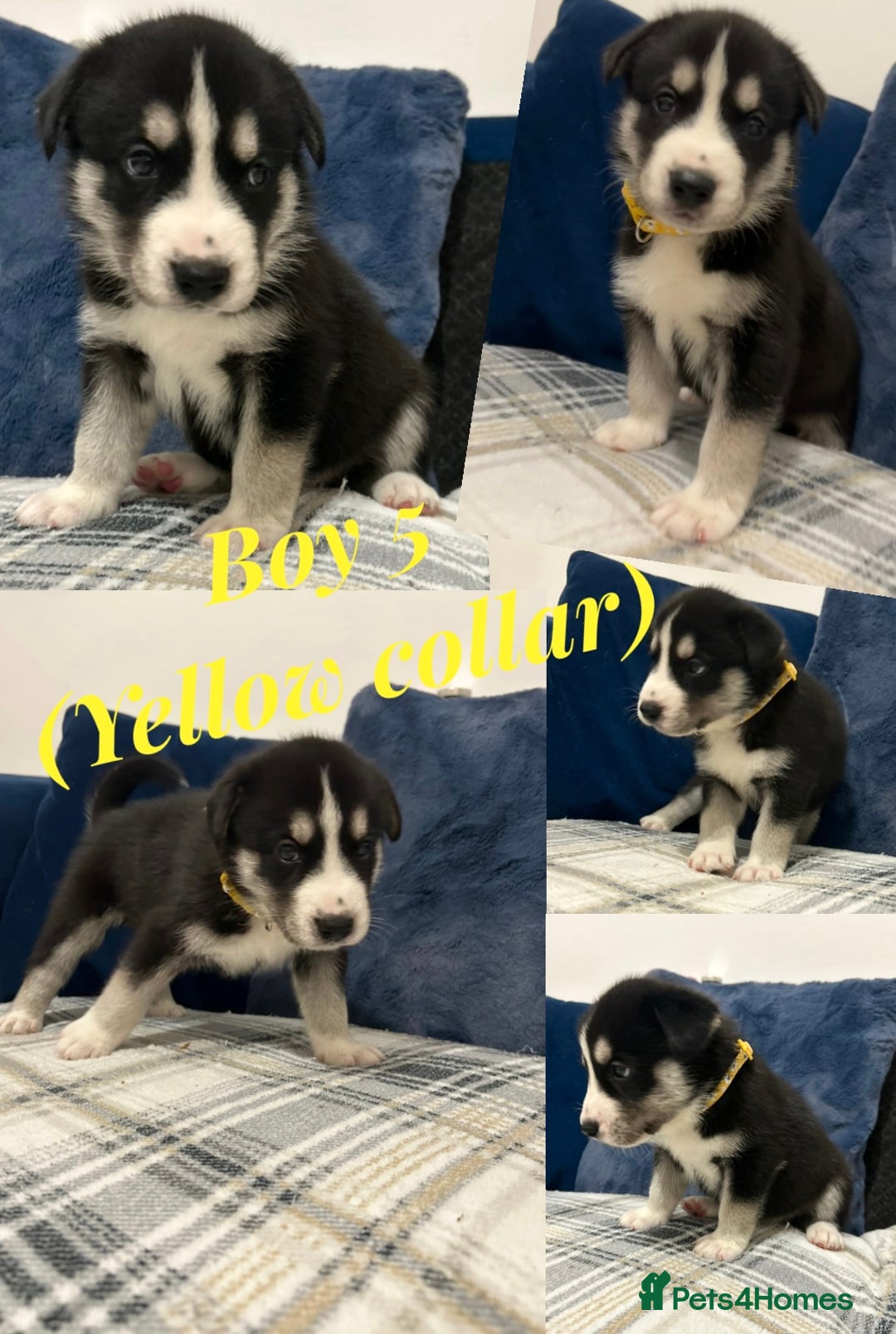 Siberian Husky dogs for sale: Husky cross pups! - Image 7