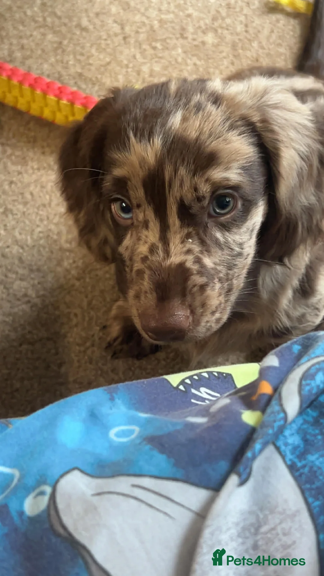 Mixed Breed dogs for sale: 4 cocker spaniel X isabella miniature dachshund  - Advert 6
