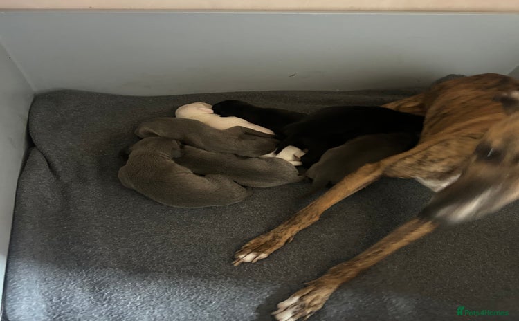 Whippet dogs - Advert 3