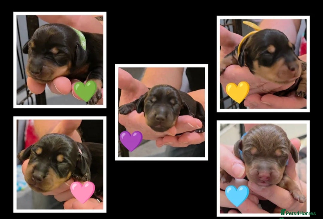 Miniature Dachshund dogs 🐾🐶 miniature Dachshund 🐶🐾 - Advert 6