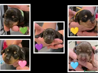 Miniature Dachshund dogs 🐾🐶 miniature Dachshund 🐶🐾 - Advert 6