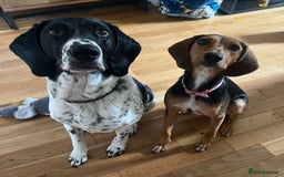 Mixed Breed dogs for adoption: Jilly (Greek Harehound mix) - Image 3