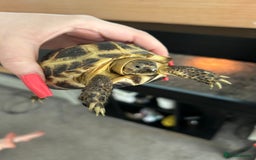 Tortoise reptiles for sale: 2 x Horsefeild Tortoises and set up - Image 12