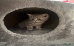 British Shorthair cats for sale: British Shorthair Male blue kitten.  - Image 11