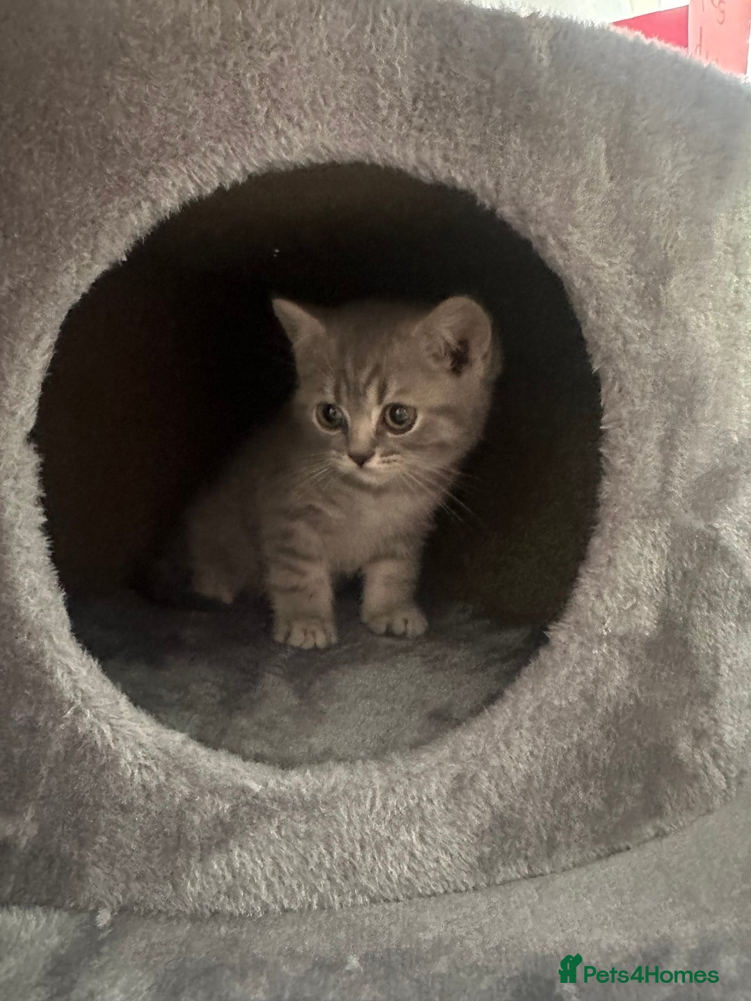 British Shorthair cats for sale: British Shorthair Male blue kitten.  - Image 11