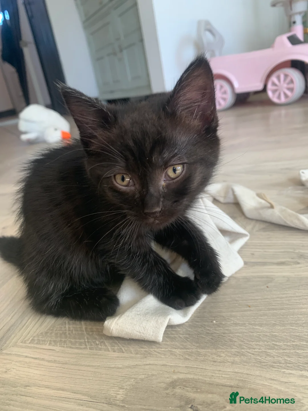 Mixed Breed cats for sale: Half rag doll kittens  - Advert 2