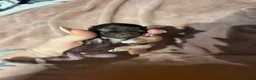 Chihuahua dogs for sale: Rare stunning chocolate chihuahua  - Advert 2