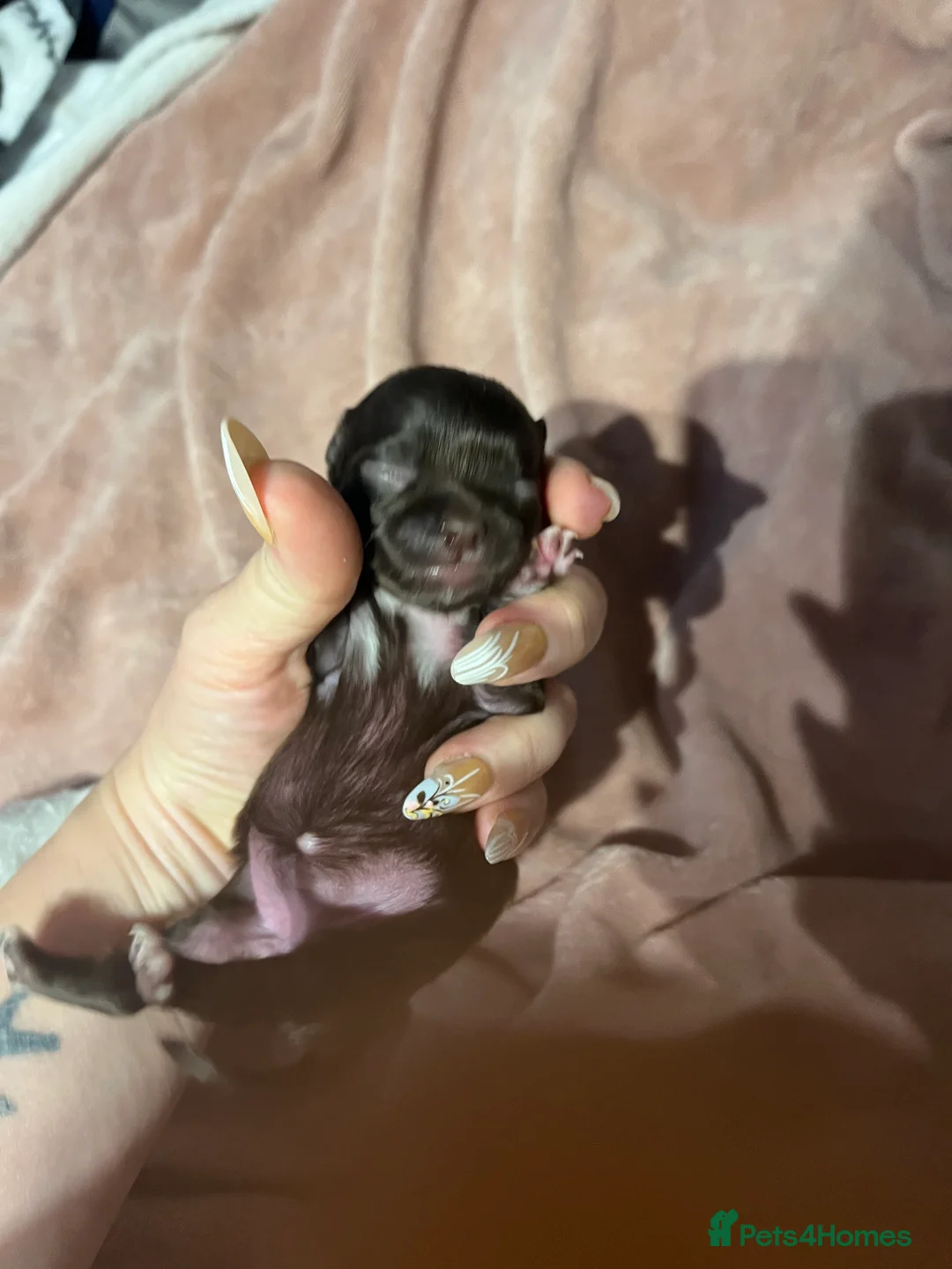 Chihuahua dogs for sale: Rare stunning chocolate chihuahua  - Advert 2