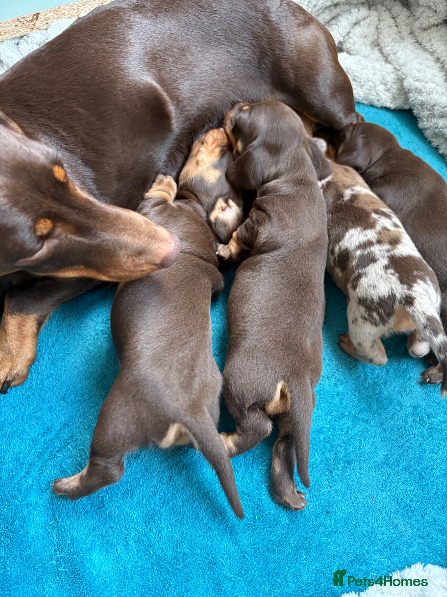 Miniature Dachshund dogs Miniature dachshunds - Advert 1