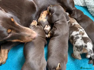 Miniature Dachshund dogs Miniature dachshunds - Advert 1