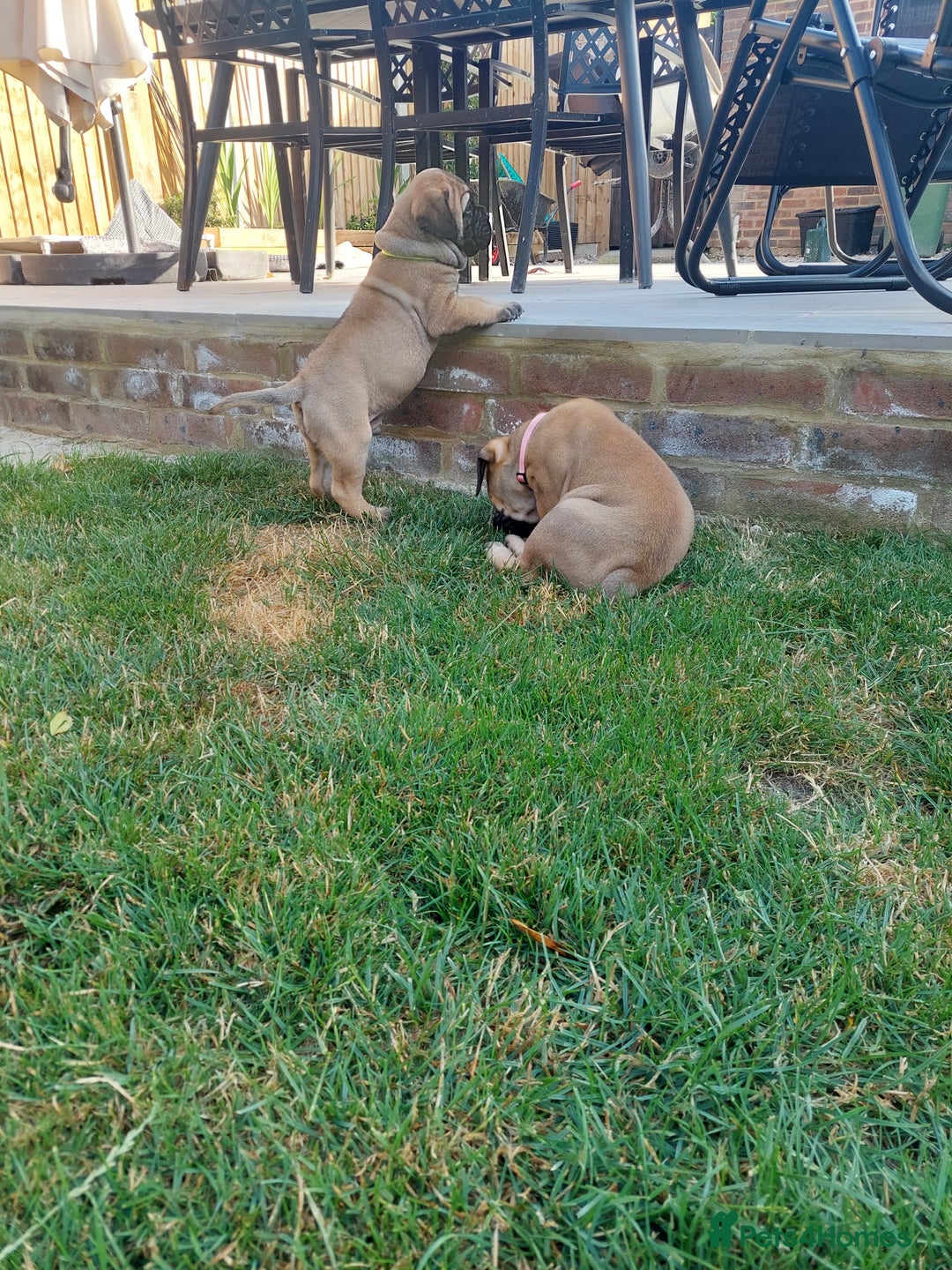 Bullmastiff dogs for sale: K.c registered Bullmastiff puppies  - Image 9