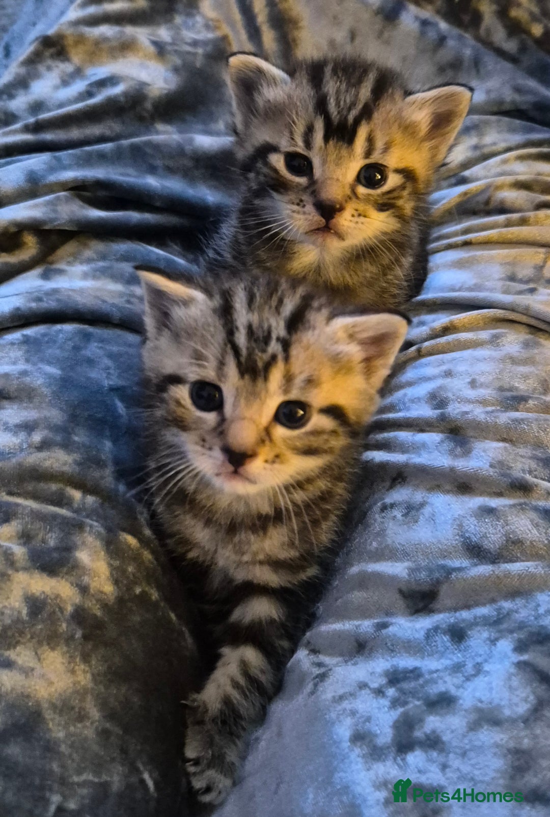 Mixed Breed cats for sale: Tabby/ginger kittens for sale  - Advert 1