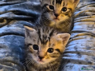 Mixed Breed cats Tabby/ginger kittens for sale - Advert 2