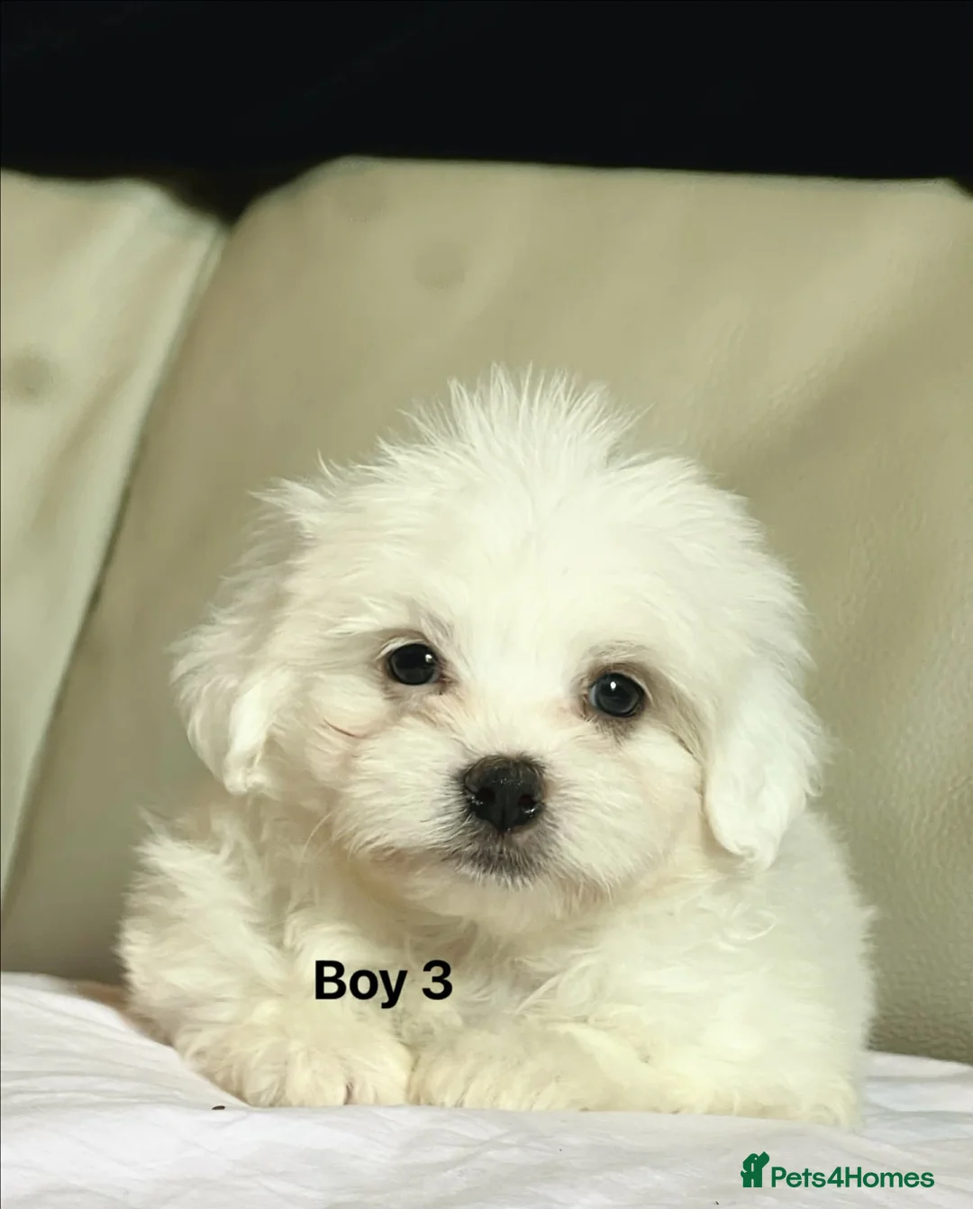 Maltipom dogs for sale: Maltipom puppies - Advert 5