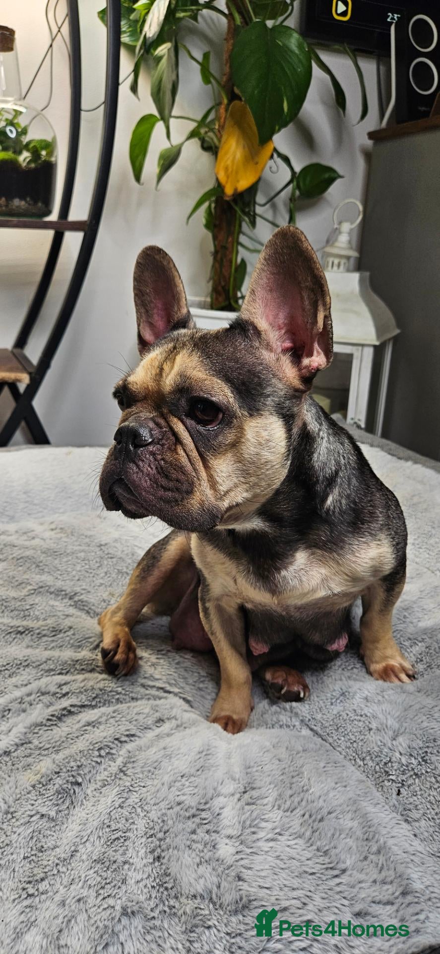 French Bulldog dogs 🐶 2 puppies still available   - Advert 2