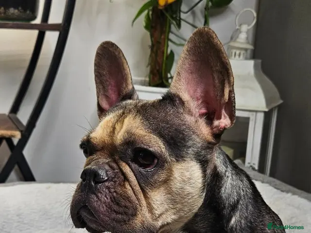 French Bulldog dogs 🐶 2 puppies still available - Advert 2