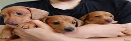 Miniature Dachshund dogs for sale: Beautiful Miniature Puppy Dachsung  - Advert 5