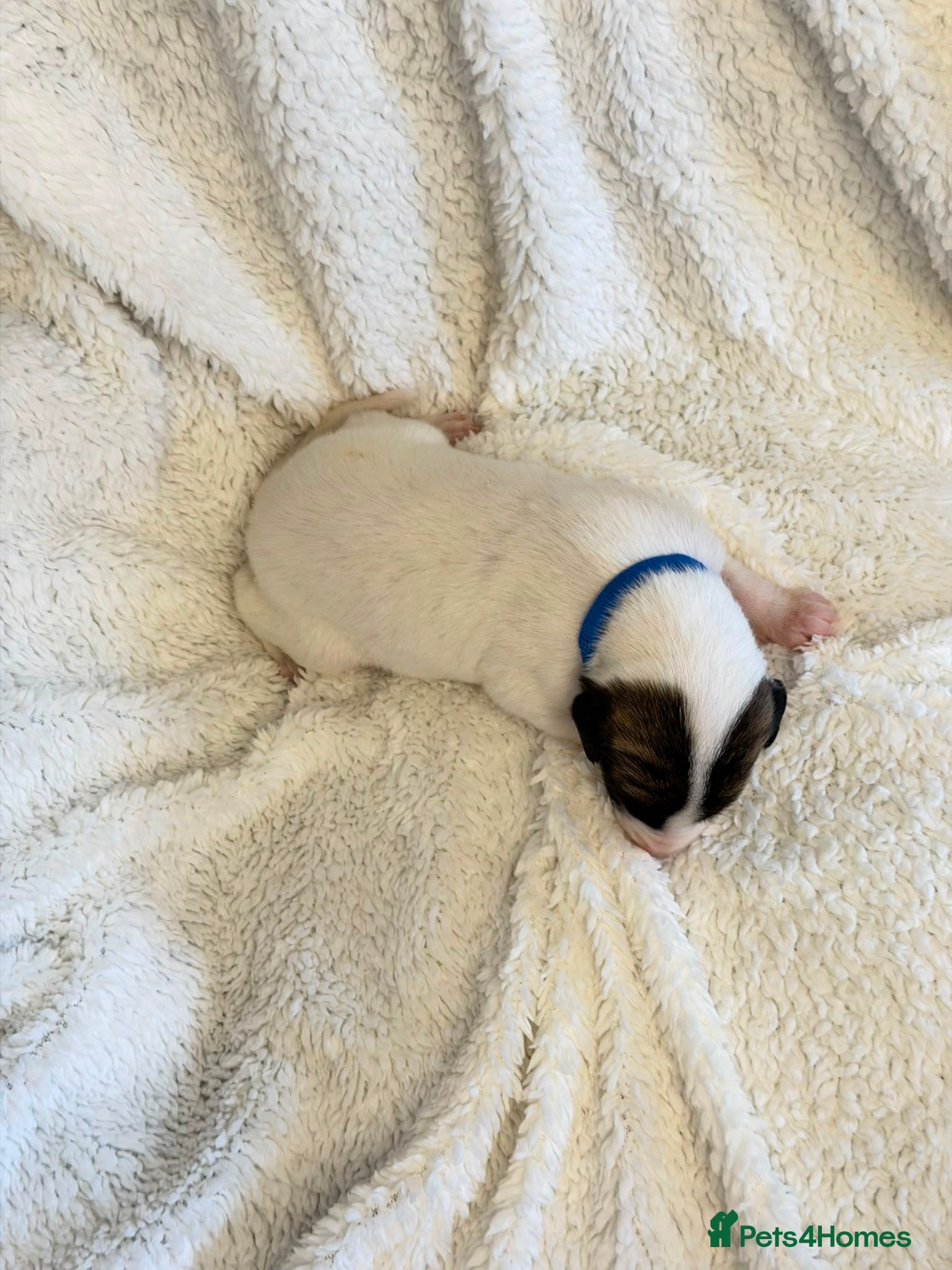 Whippet dogs Stunning pedigree whippet puppies  - Advert 2