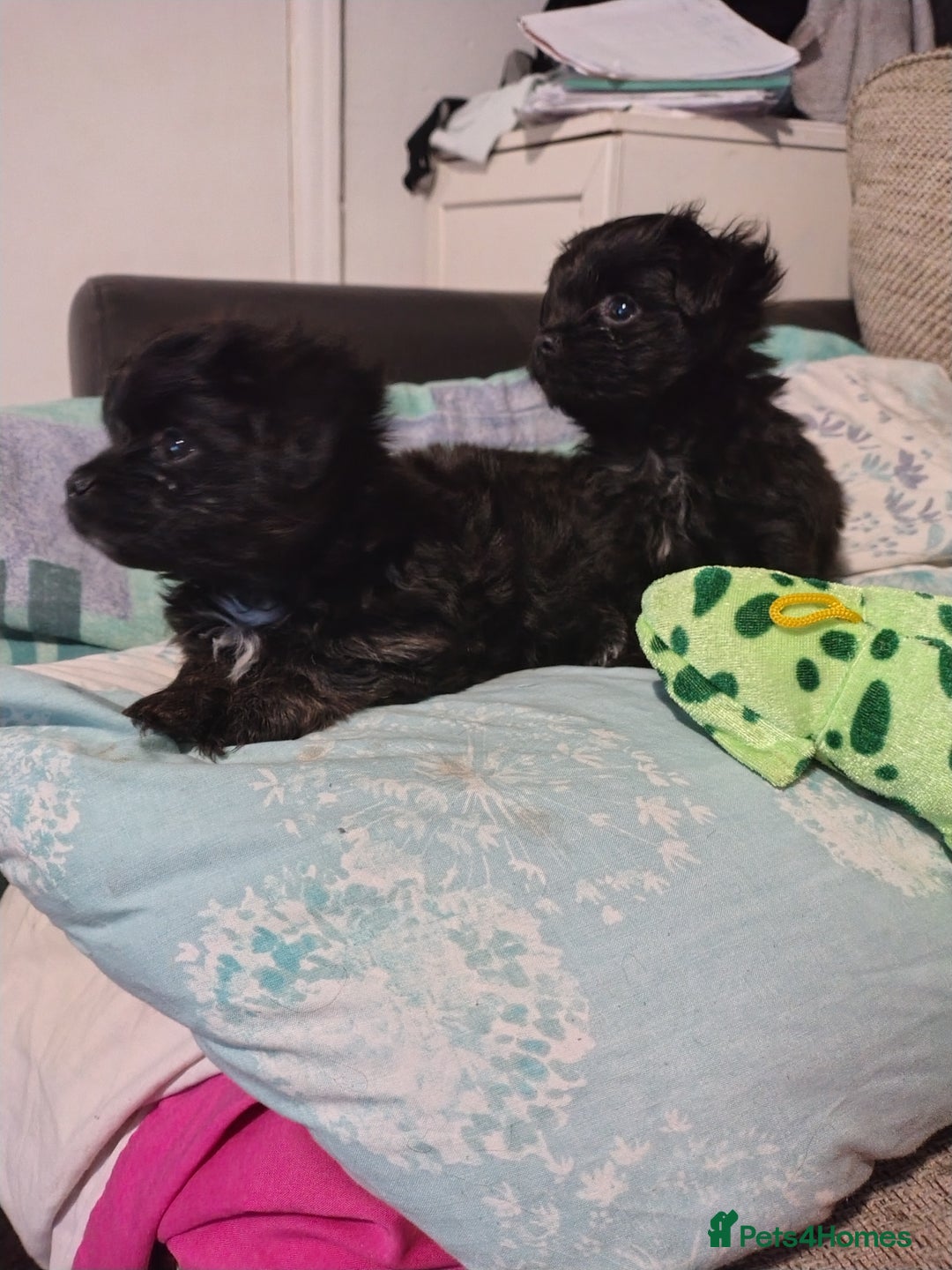 Mixed Breed dogs for sale: Beautiful male mixed breed puppy - Advert 2