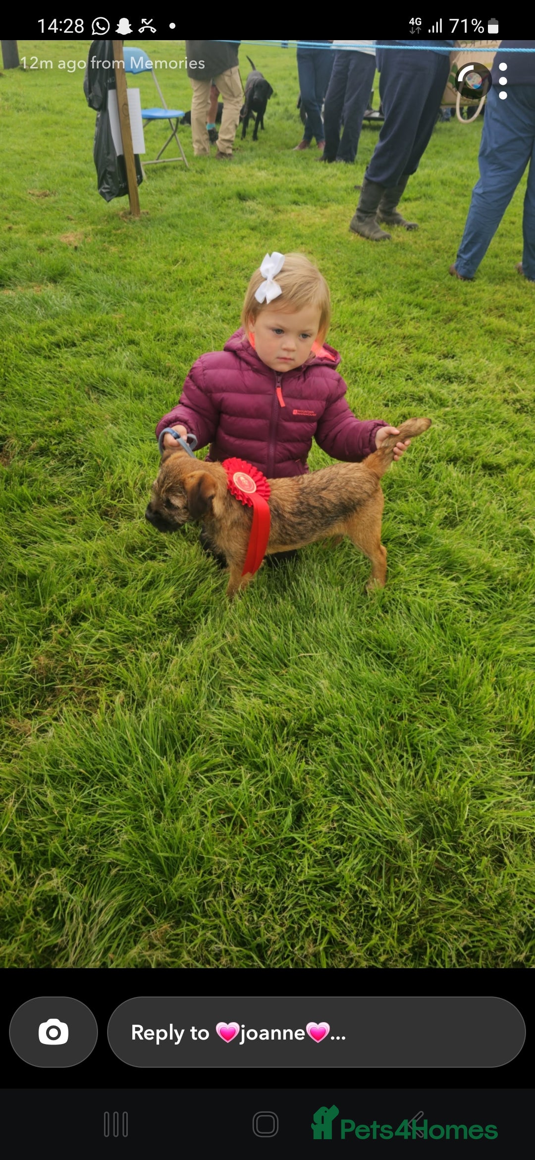 Border Terrier dogs 2 excellent show quality border terrier dog pups - Advert 2