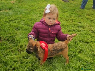 Border Terrier dogs 2 excellent show quality border terrier dog pups - Advert 4