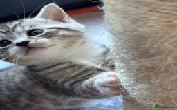 Mixed Breed cats for sale: Beautiful mixed breed kittens  - Image 2