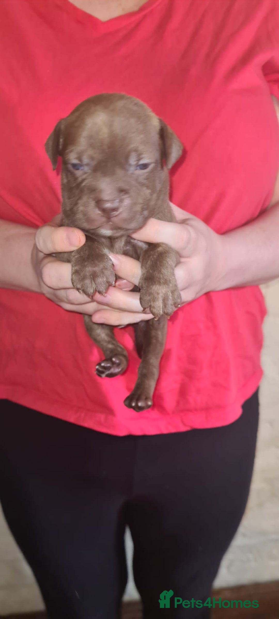 Staffordshire Bull Terrier dogs for sale: Beautiful Staffy puppies. - Image 6