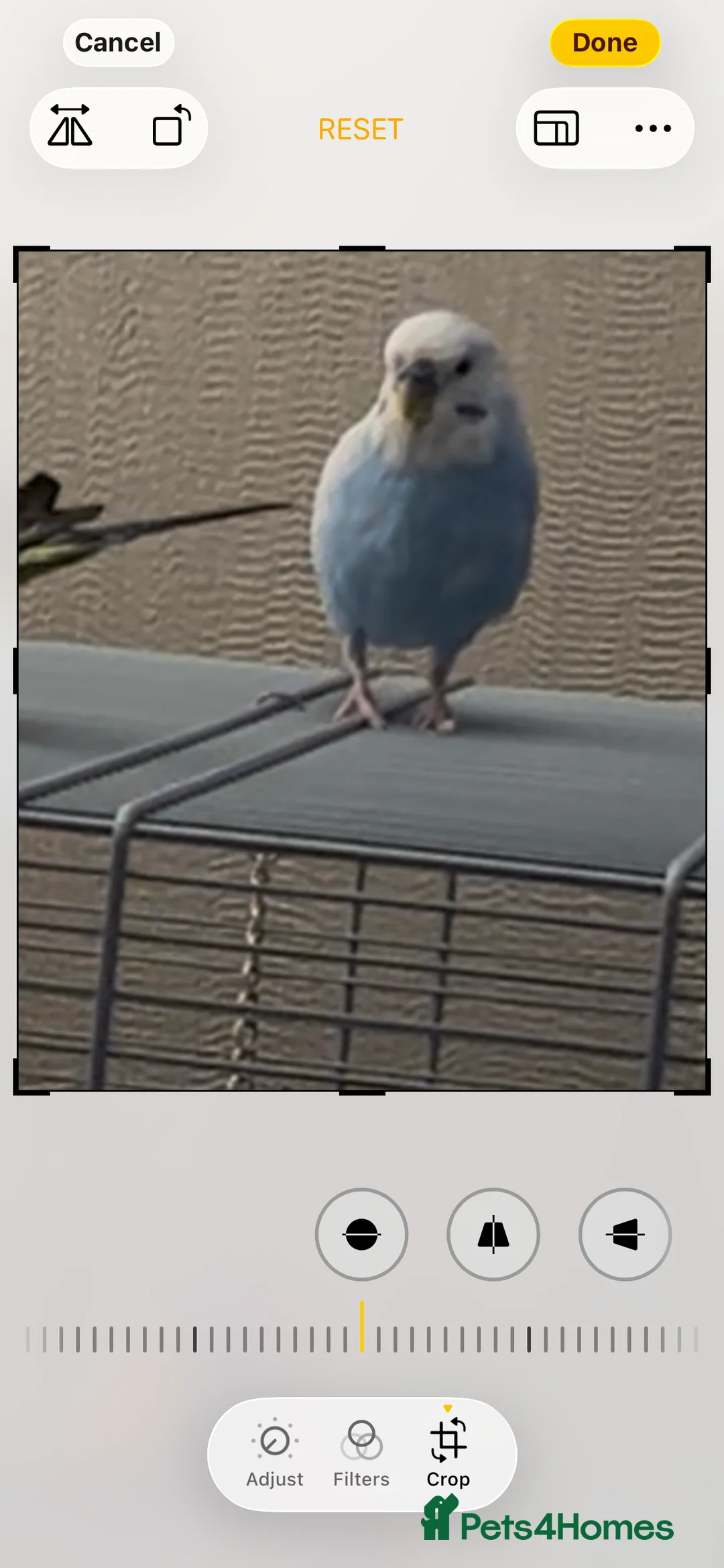 Budgerigars birds for sale: Make and female bonded pair  in Runcorn - Advert 1