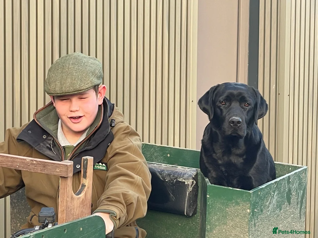 Labrador Retriever dogs for sale: KC reg Labrador puppies, working show type in Hereford - Advert 14