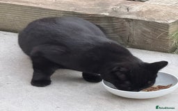 Domestic Shorthair cats for sale: Kitten Looking for a Loving Home - Image 4